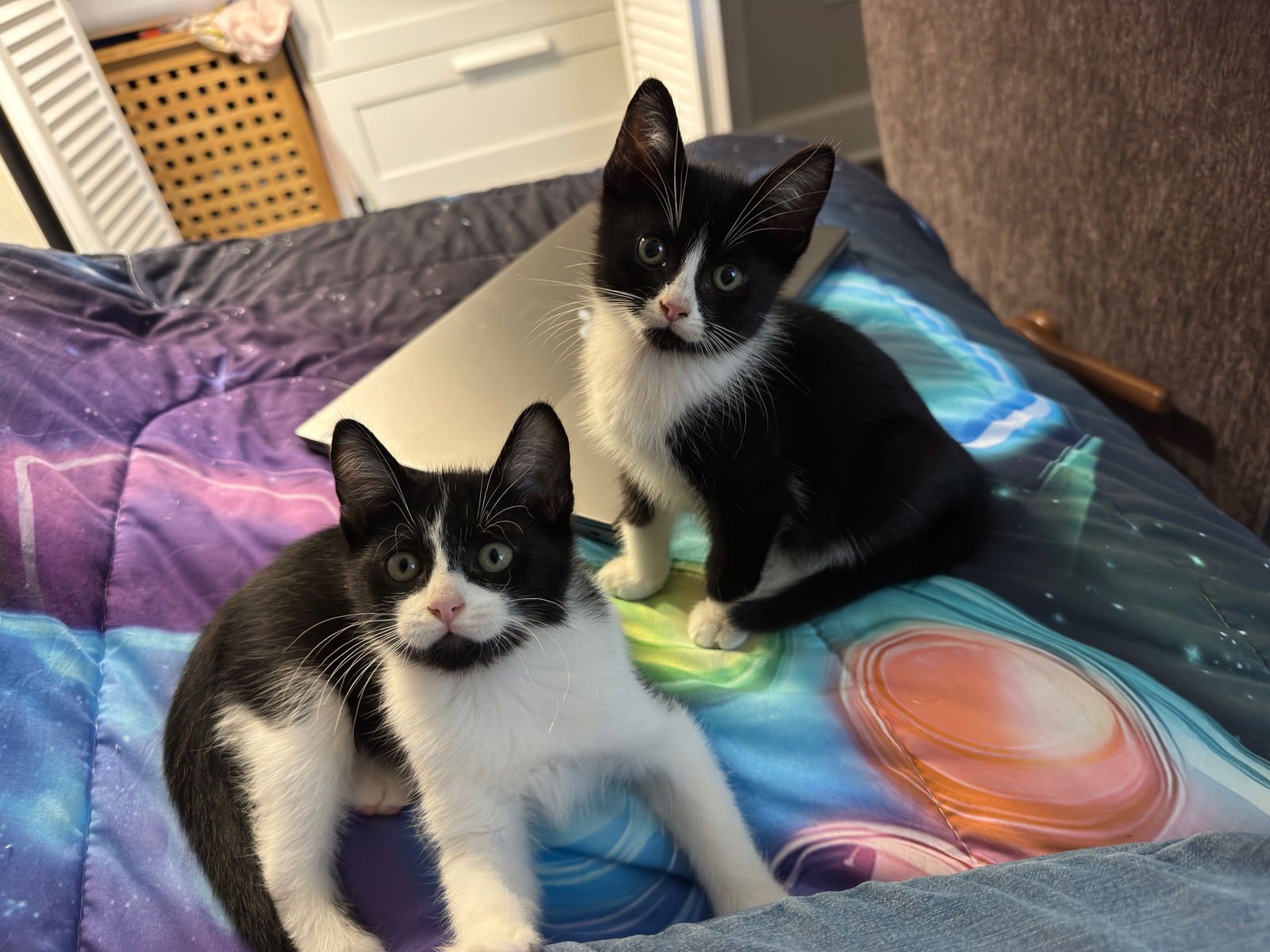 CHARCOAL - Domestic Short Hair available for adoption