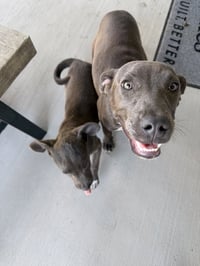 Coco - Photo 3