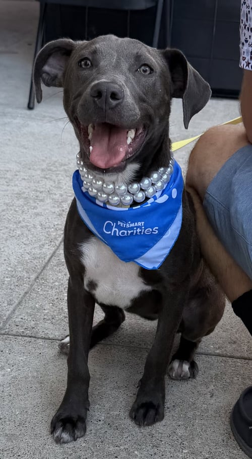 COCO - Pit Bull Terrier available for adoption