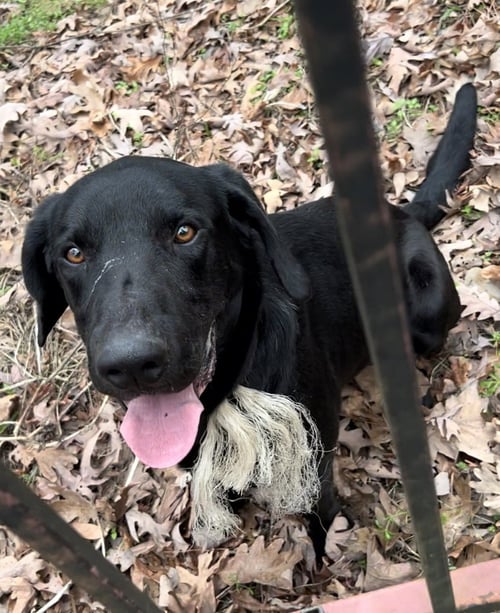 BOB BARKER - Labrador Retriever available for adoption