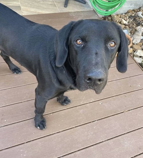 BOB BARKER - Labrador Retriever available for adoption