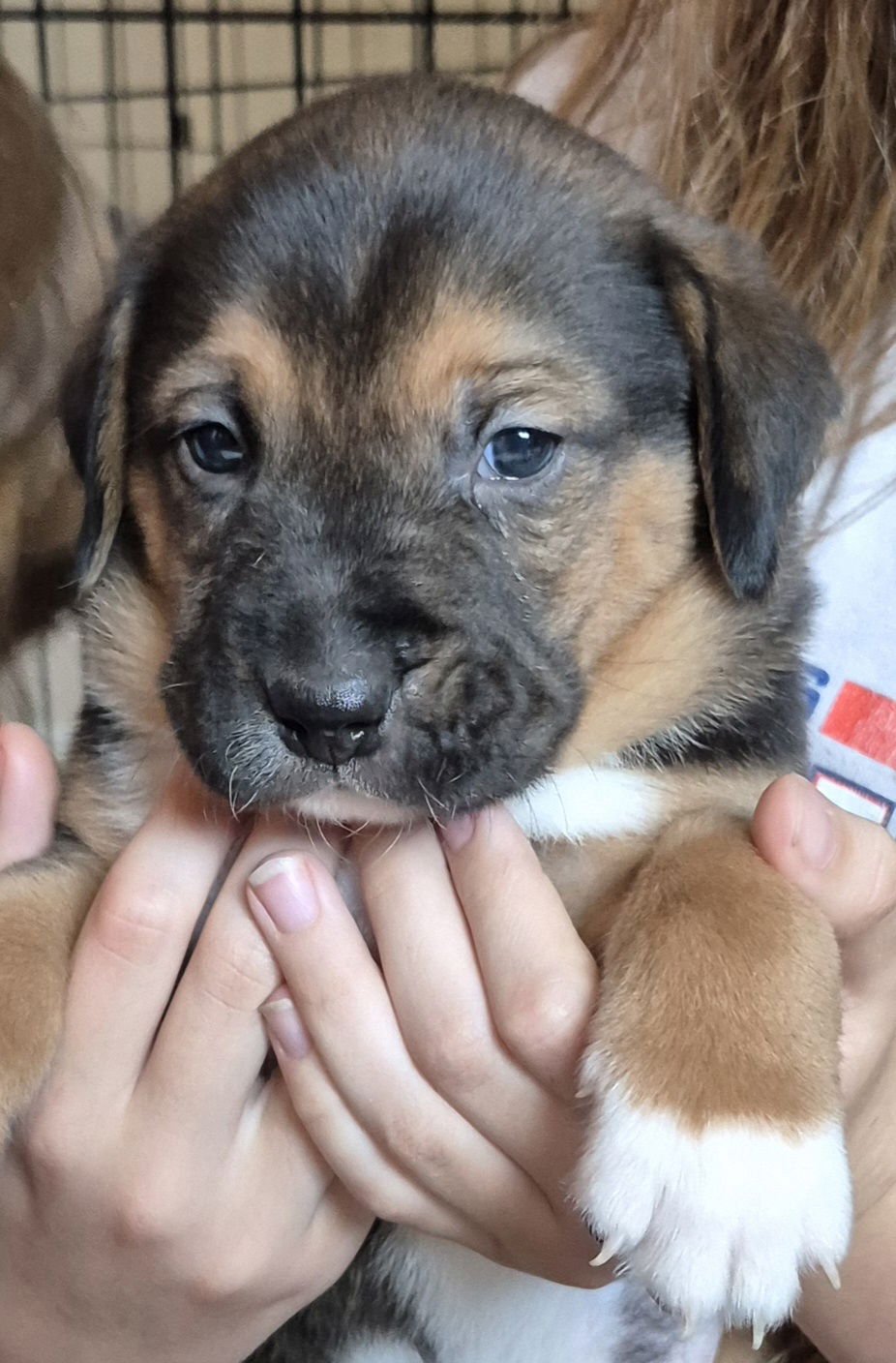 BEAR - Labrador Retriever available for adoption