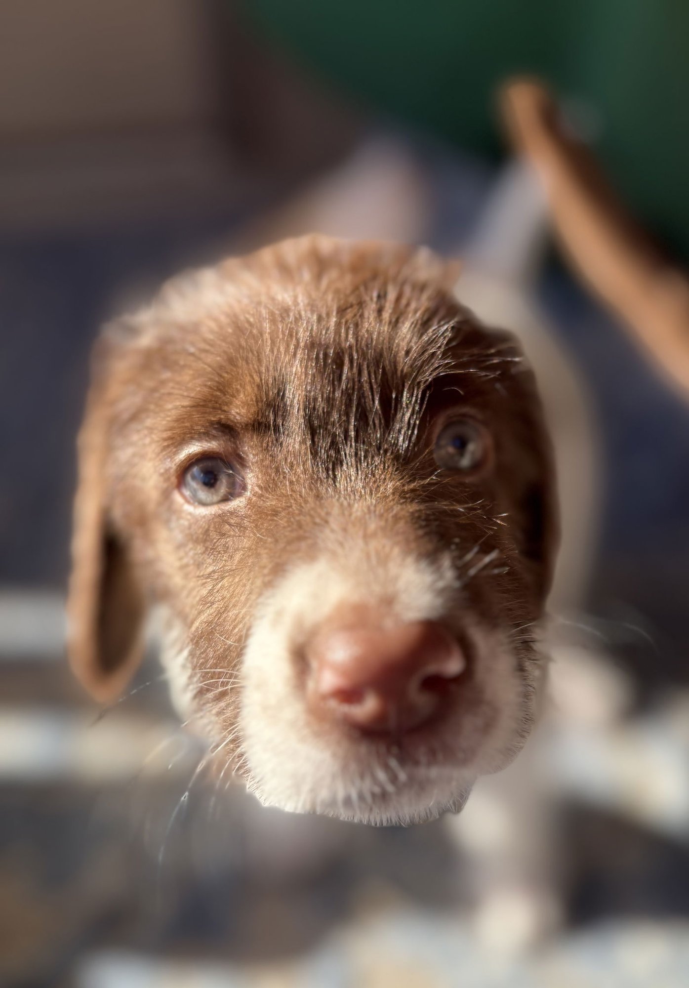 BLOSSOM - Labrador Retriever / Terrier available for adoption
