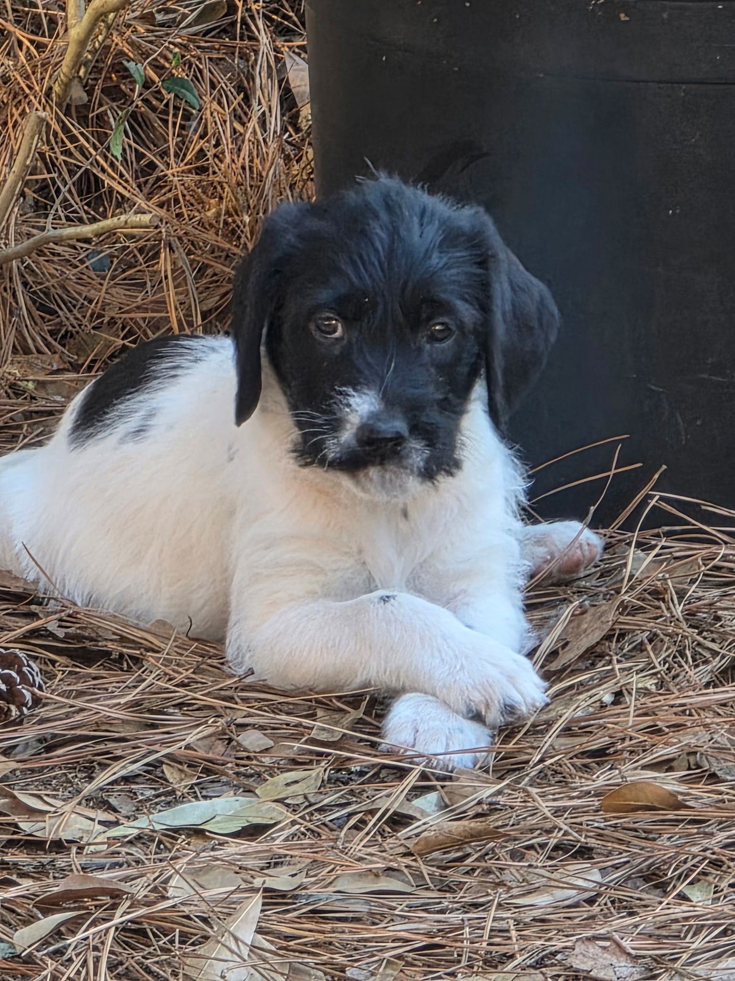 CALEO - Labrador Retriever available for adoption