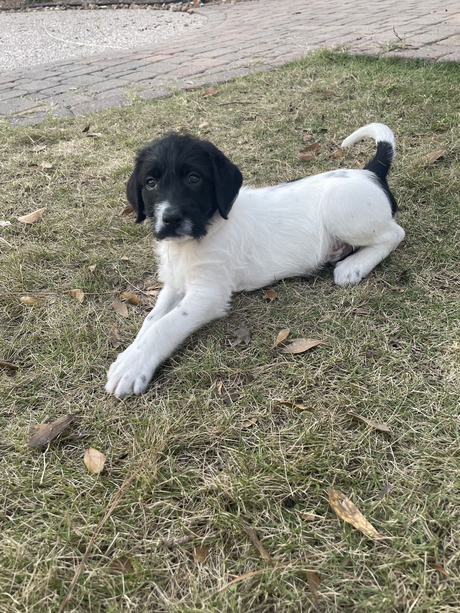 CALEO - Labrador Retriever available for adoption