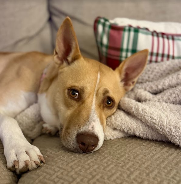 BONNIE - Labrador Retriever available for adoption