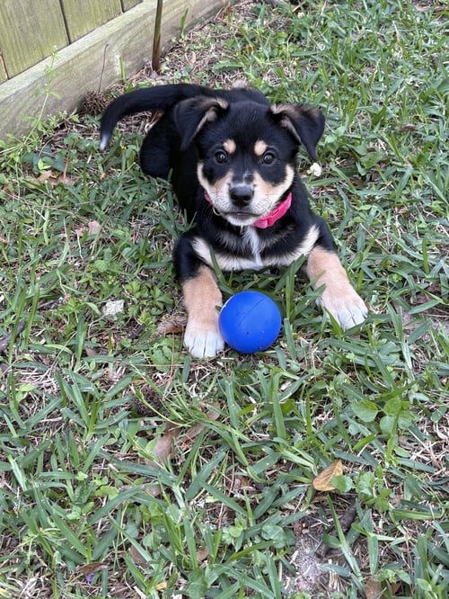 NANCY - Labrador Retriever available for adoption