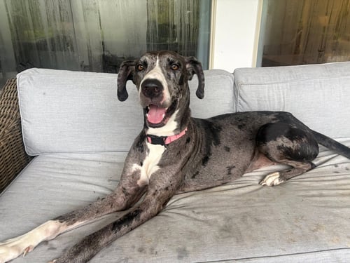 DAISY - Great Dane available for adoption