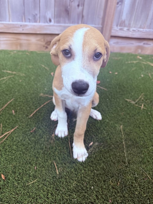 AUSTIN - Rhodesian Ridgeback available for adoption