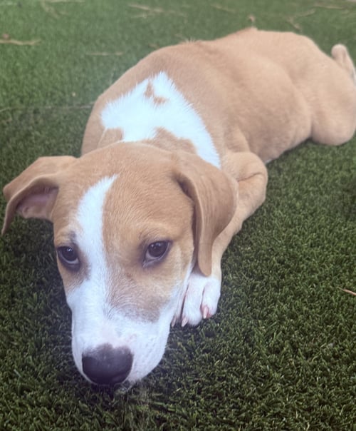 AUSTIN - Rhodesian Ridgeback available for adoption