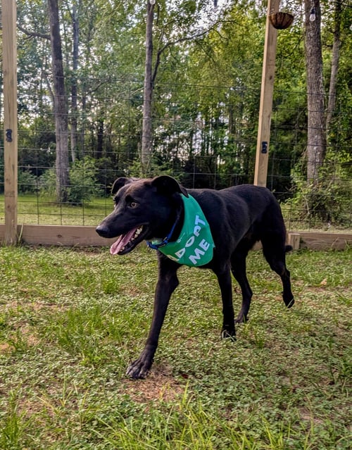 LIQUORISH - Labrador Retriever / Shepherd available for adoption