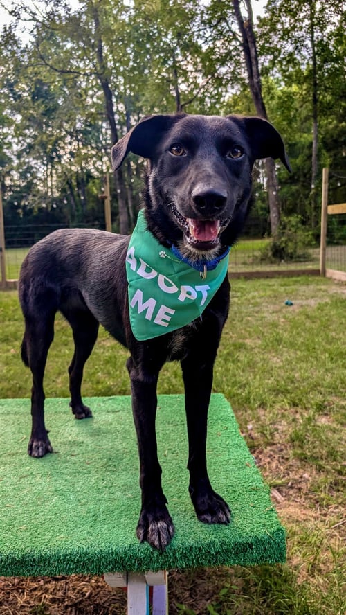 LIQUORISH - Labrador Retriever / Shepherd available for adoption