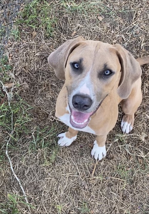 STORMY - Labrador Retriever available for adoption