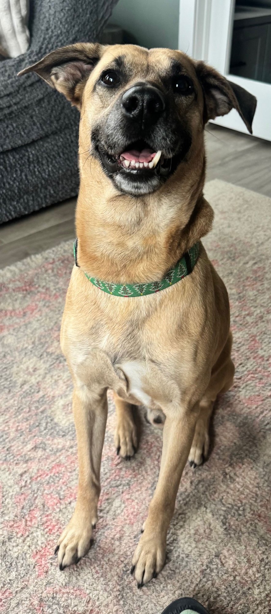 VINNY - Black Mouth Cur / Shepherd available for adoption