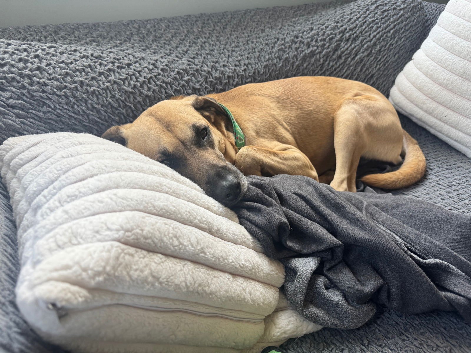 VINNY - Black Mouth Cur / Shepherd available for adoption