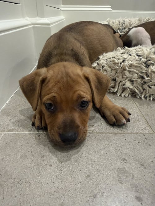 PEONY - Staffordshire Bull Terrier available for adoption