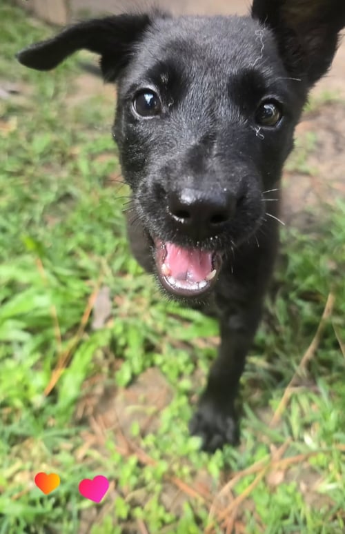 SUSIE - Schnauzer / Labrador Retriever available for adoption
