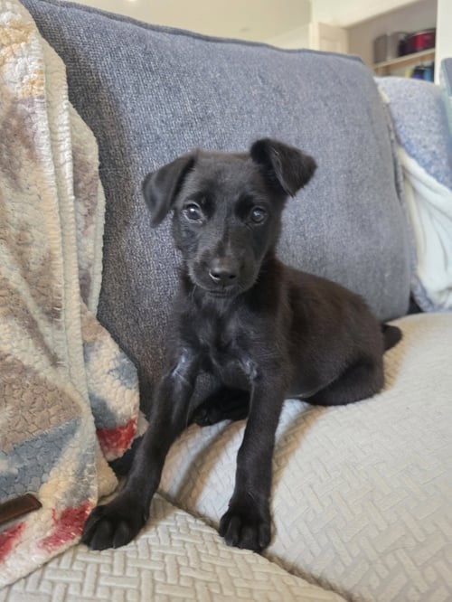 SUSIE - Schnauzer / Labrador Retriever available for adoption