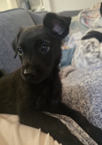 Susie - Photo 3