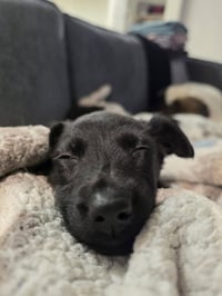Susie - Photo 4