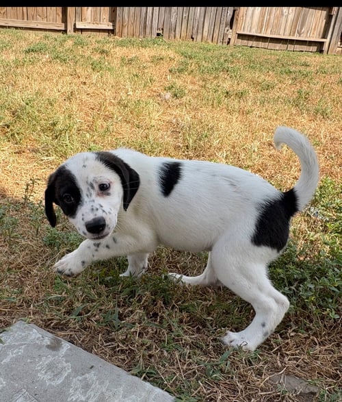 LOLA - Labrador Retriever available for adoption