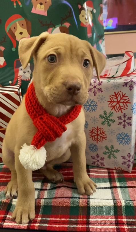 JIM - Labrador Retriever available for adoption