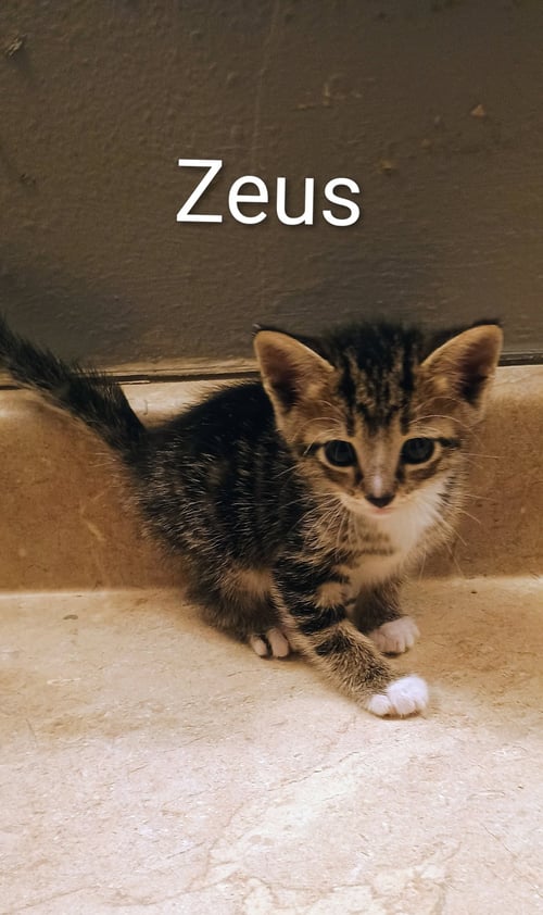 ZEUS - Domestic Short Hair available for adoption
