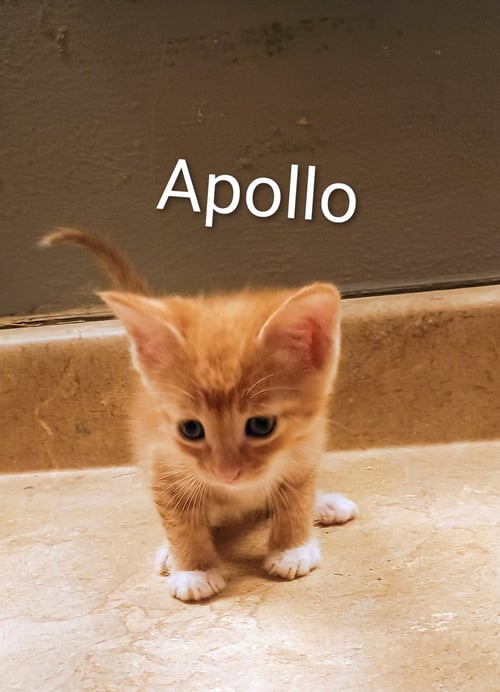 APOLLO - Domestic Short Hair available for adoption