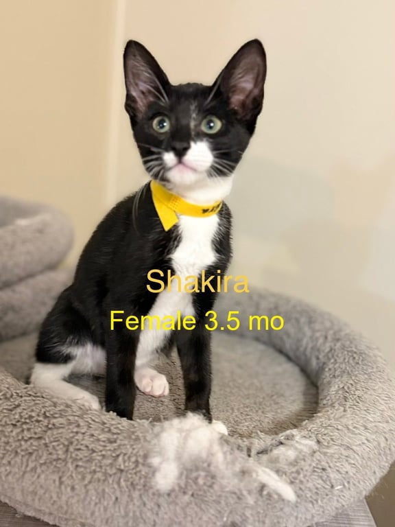 Shakira Image