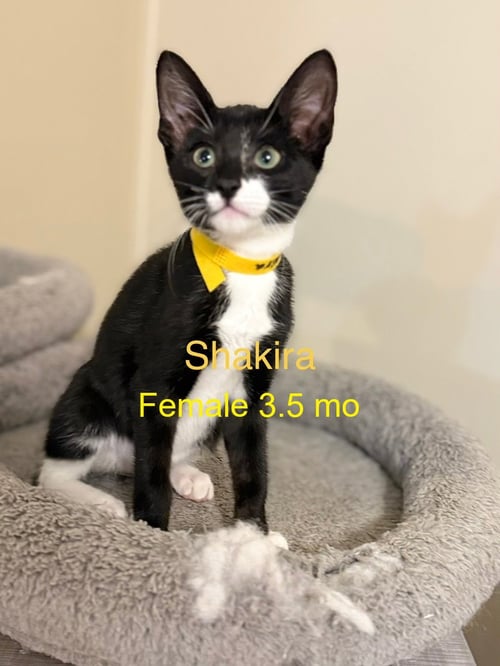 SHAKIRA - Domestic Short Hair available for adoption