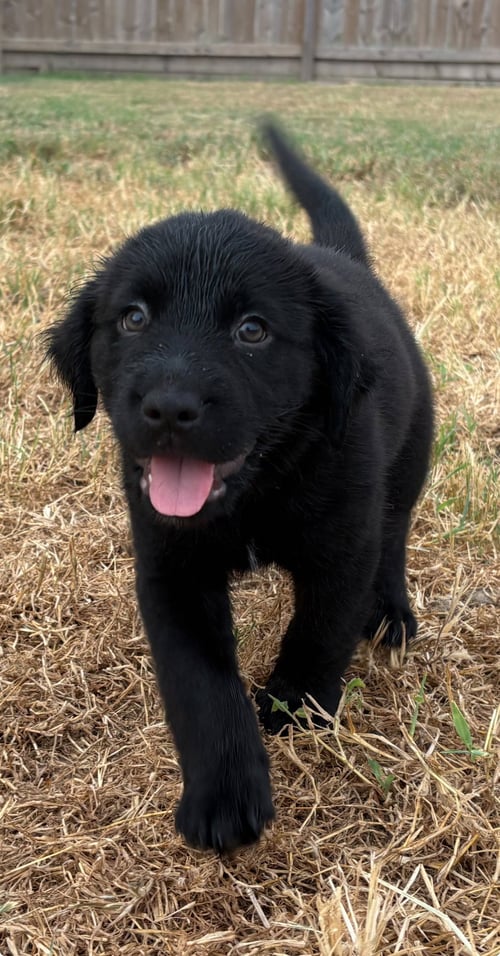 MOCHI - Labrador Retriever available for adoption