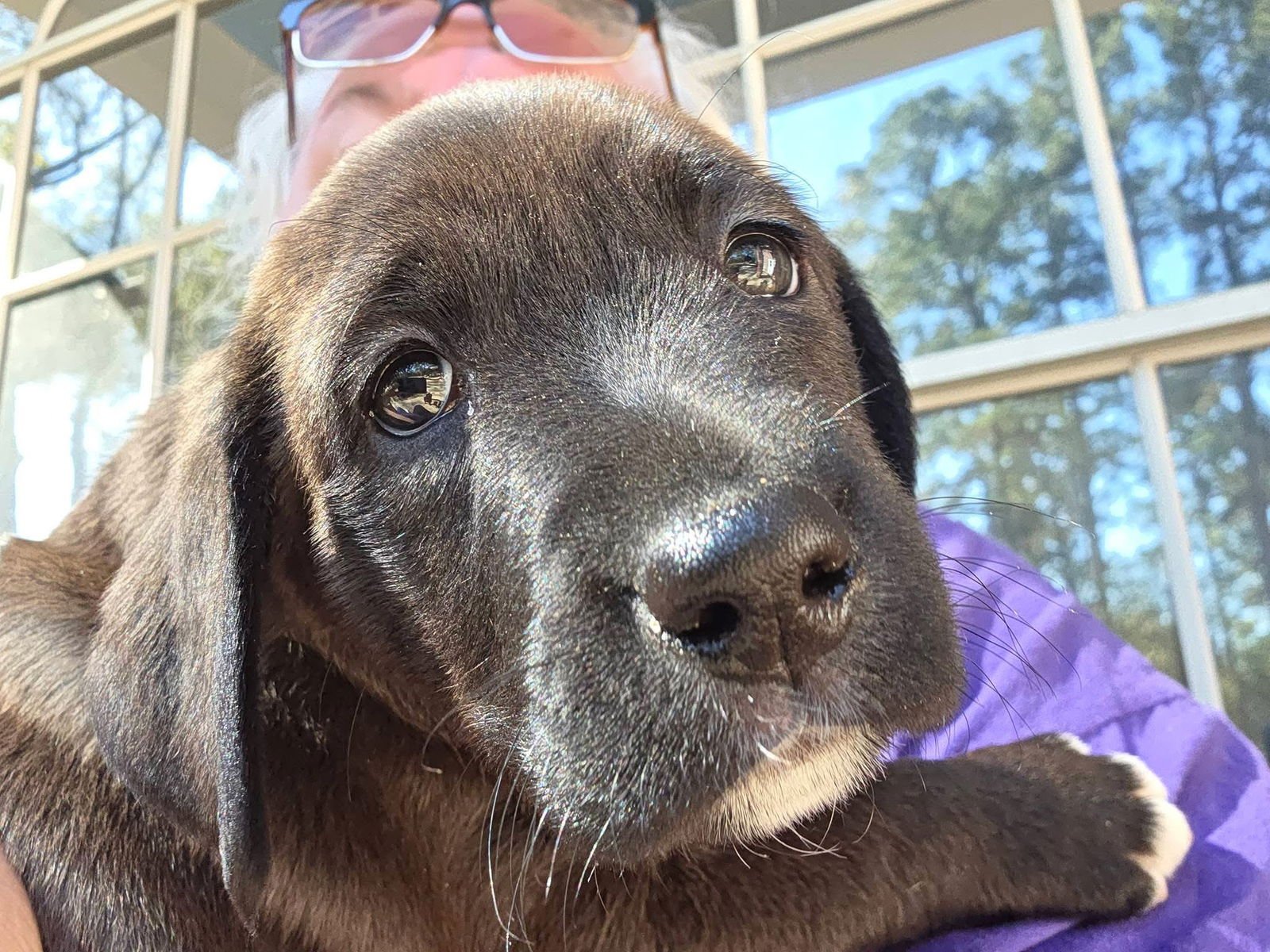 MARNI - Labrador Retriever available for adoption