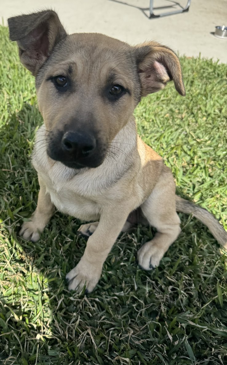 CHECKERS - Labrador Retriever available for adoption