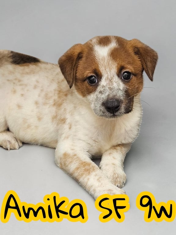Amika Image