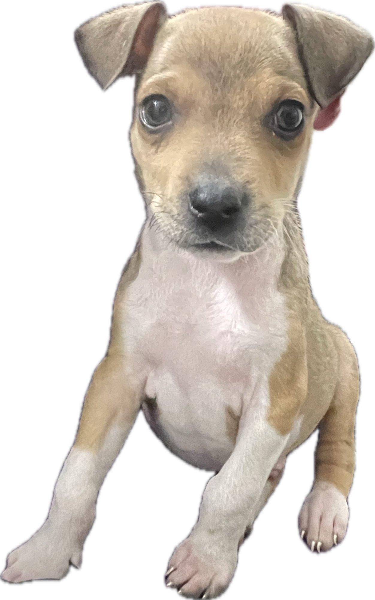 CARTER - Labrador Retriever available for adoption