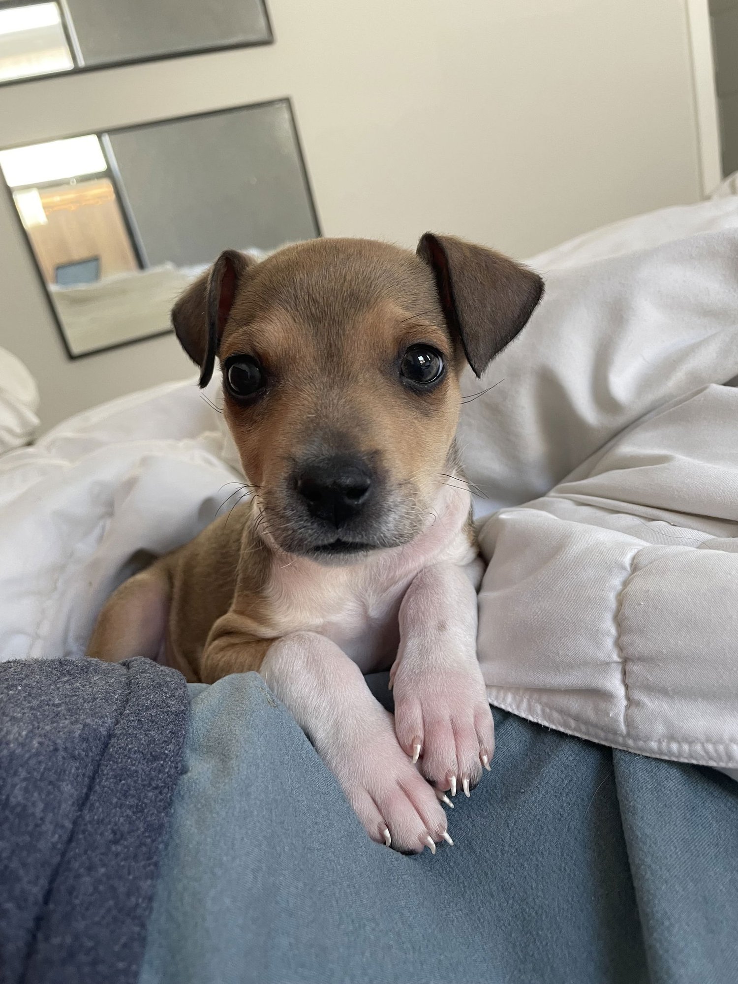 CARTER - Labrador Retriever available for adoption