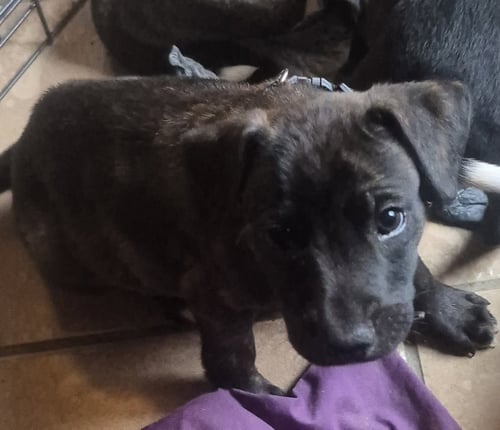 BUZZ - Labrador Retriever available for adoption