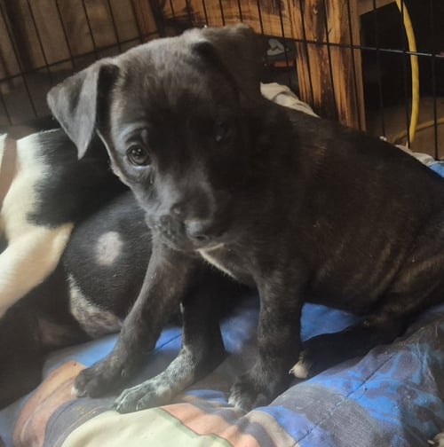 BUZZ - Labrador Retriever available for adoption