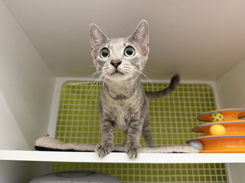 TILAPIA - Domestic Short Hair available for adoption