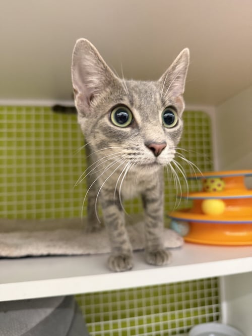 TILAPIA - Domestic Short Hair available for adoption