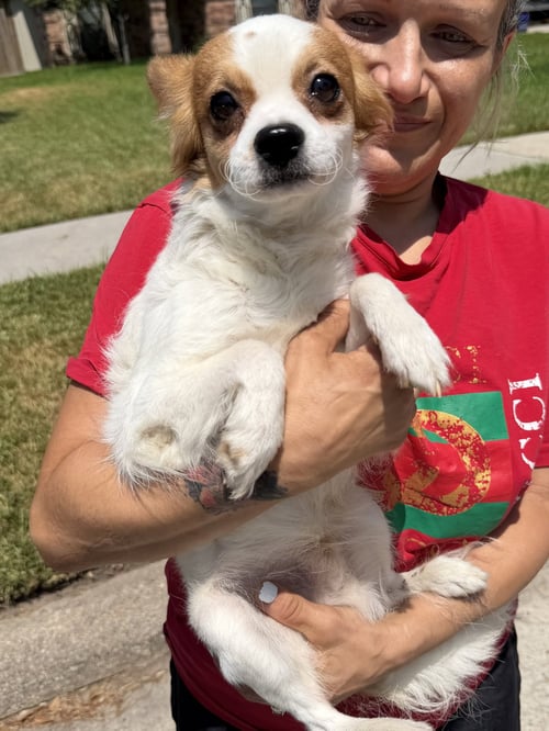 XADEN - Papillon / Chihuahua available for adoption