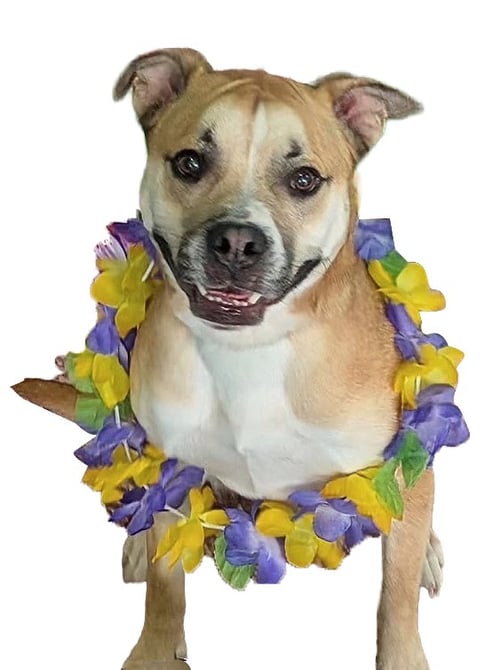 TANK - Boxer available for adoption