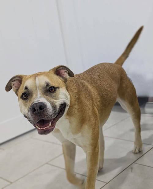 TANK - Boxer available for adoption