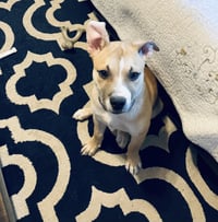 Tank - Photo 4