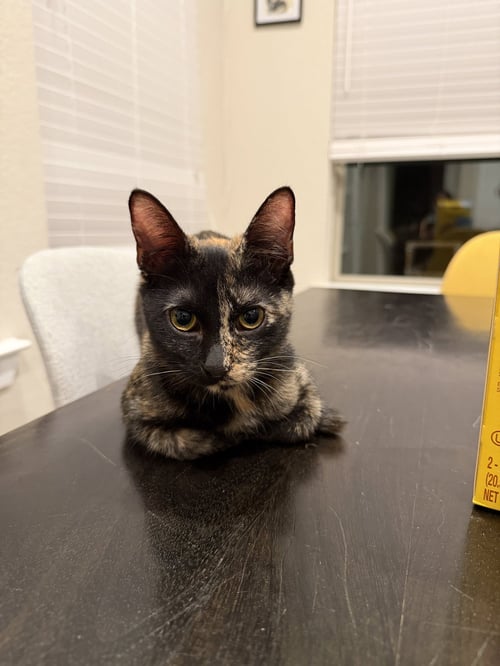 RIPLEY - Domestic Short Hair available for adoption