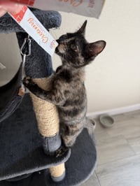 Ripley - Photo 2