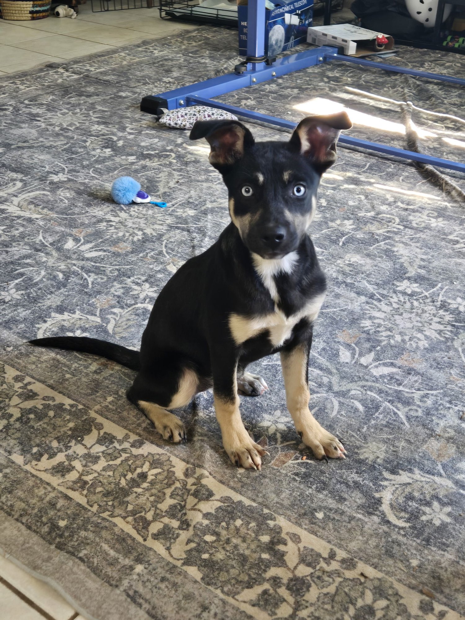 SPARKLES - Labrador Retriever / German Shepherd Dog available for adoption