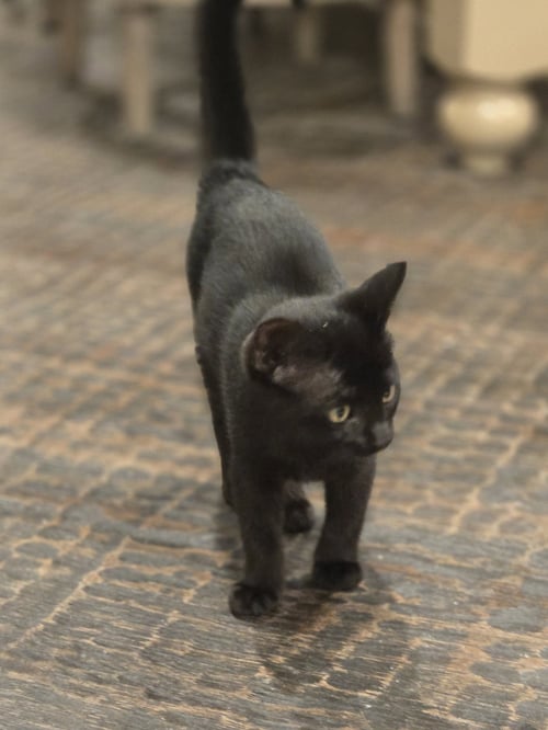RILEY - Domestic Short Hair available for adoption