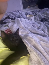 Suki - Photo 2