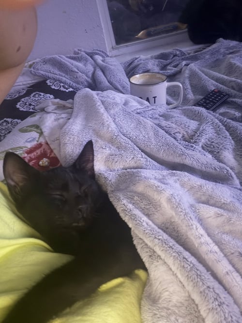 SUKI - Domestic Short Hair available for adoption